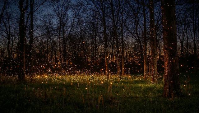 Firefly Meadow at Dusk with Floating Bioluminescent Glow and Twinkling Tree Lights