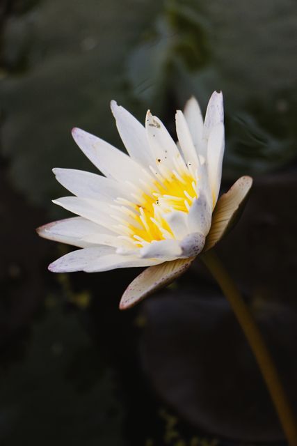 White Water Lily Bloom in Pond - Download Free Stock Photos Pikwizard.com