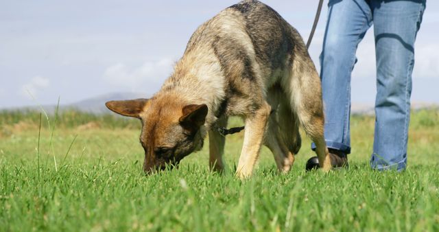 German Shepherd dog sniffing the grass while on a leash. Scene is in an outdoor setting with greenery and partial view of person holding the leash. Ideal for illustrating dog training, outdoor activities, nature walks, and pet care.