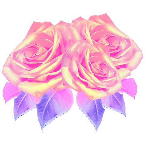 pink gradient roses with violet leaves on transparent background - Download Free Stock Videos Pikwizard.com