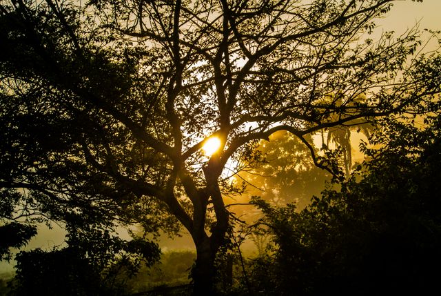 Beautiful scene of sunrise casting golden light through the misty forest, creating captivating silhouettes of trees. Ideal for conveying themes of tranquility, nature, early morning, and scenic beauty in advertisements, backgrounds, or inspirational content.