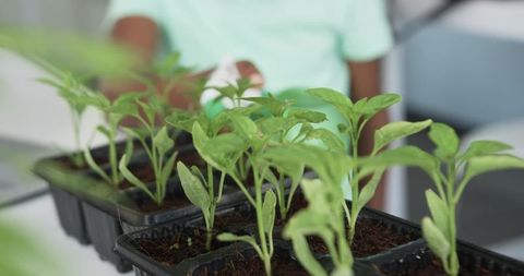 African teen boy watering seedlings in trays indoor gardening classroom workshop project