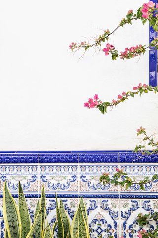 Tiled wall with bougainvillea and snake plants