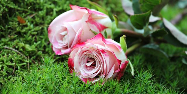 Two Pink and White Roses on Fresh Green Moss Bed - Download Free Stock Photos Pikwizard.com