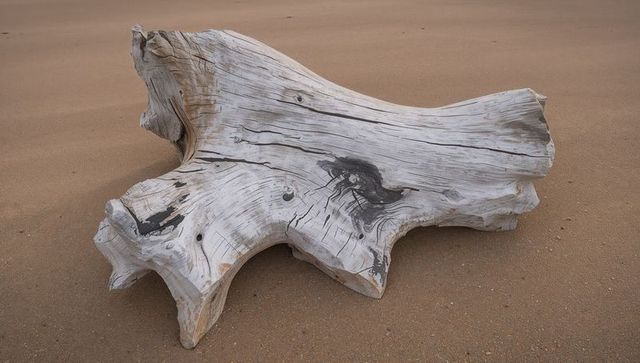 Weathered driftwood log on sandy shoreline with knots, cracks and bleached wood texture