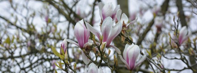 Pink and White Magnolia Blossoms on Tree Branch - Download Free Stock Photos Pikwizard.com