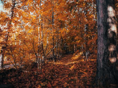 Idyllic Pathway Through Vibrant Orange Autumn Forest