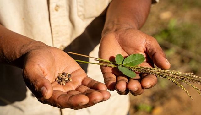 Farmer hands holding seeds and grain stalks closeup harvest for sustainable agriculture