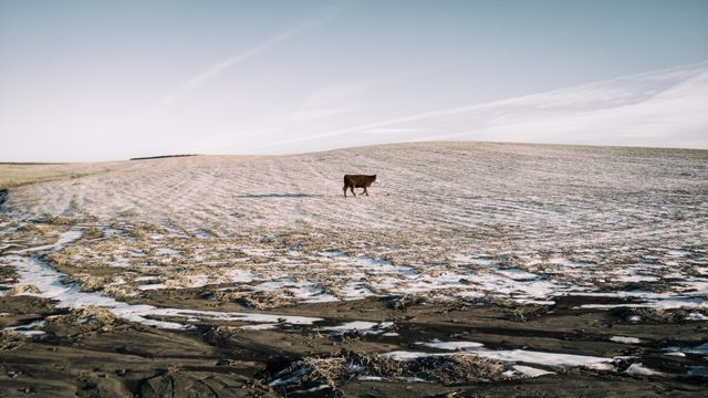This image presents a solitary cow walking on a snow-dusted field under a clear blue sky in winter. Suitable for use in agricultural promotions, rural landscape visuals, and topics focusing on nature's vastness and solitude. Perfect for illustrating themes of farming, wildlife, and the quiet beauty of winter days.