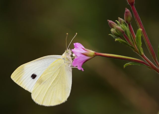 White butterfly feeding on pink flower in close-up provides delicate detail of nature showcasing pollination process. Suitable for environmental, educational, gardening, and nature conservation content.