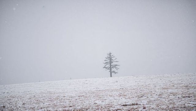 Solitary conifer standing on snowy slope with dry grass and falling snow under overcast sky