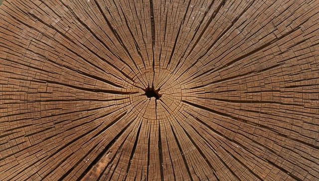 Aged tree rings and radial cracks close-up on wooden cross-section with rich grain