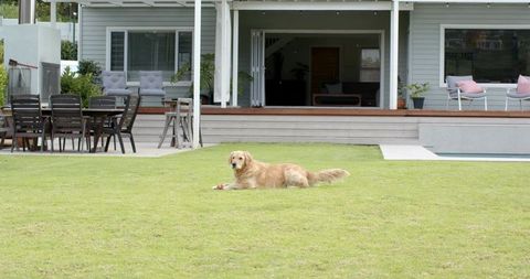 Golden retriever lying on green lawn by modern deck and pool holding toy backyard relaxing