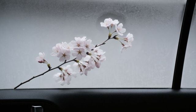 Leaning cherry blossom branch crossing frosted car window with chrome handle