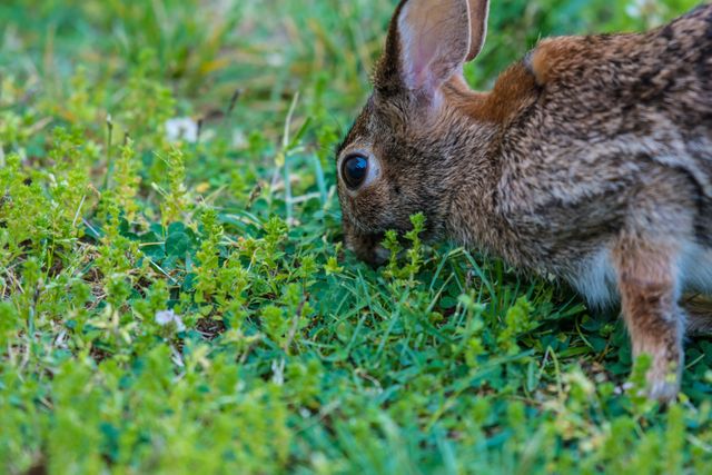 Image shows a close-up of a wild rabbit eating grass in a meadow. Suitable for use in wildlife magazines, nature blogs, desktop wallpapers, educational materials, or promotional content for nature reserves.