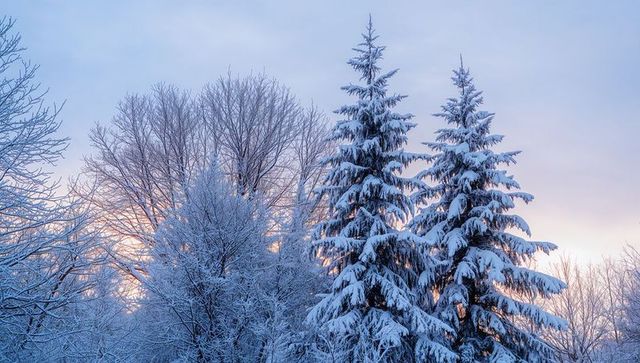 Framing snow-covered fir trees at pastel sunrise over quiet winter forest