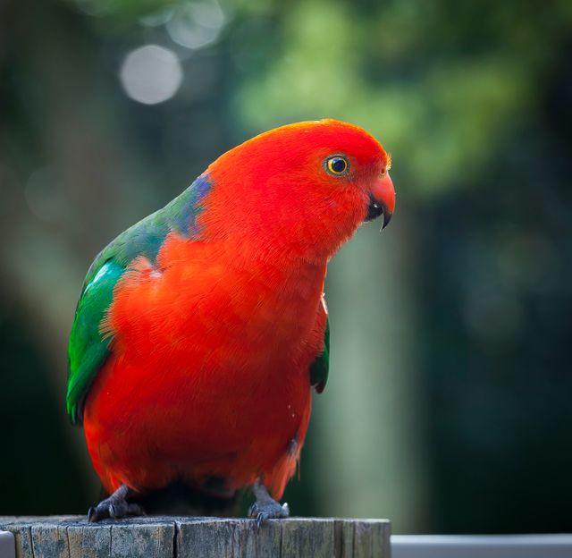 The King Parrot is sitting on a wooden post with a blurred sunlit forest background. Its red and green plumage is vibrant and eye-catching. This image is ideal for use in wildlife documentaries, nature articles, ornithology studies, and bird enthusiasts' websites.