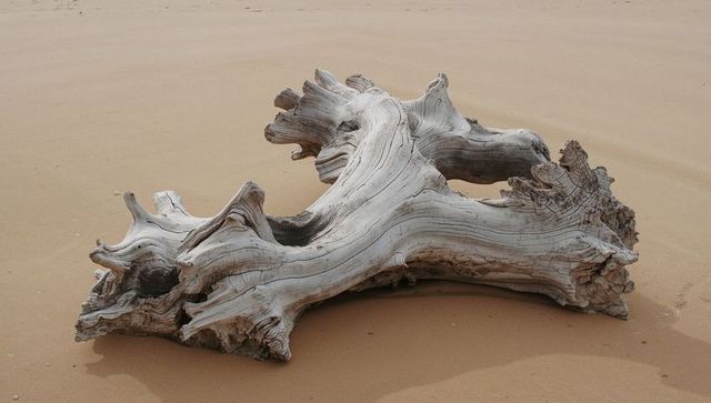 Gnarled bleached driftwood log on smooth beach sand showing sculptural grain and texture