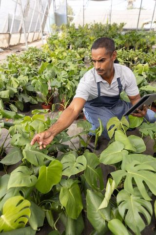 Greenhouse gardener inspecting monstera plants with tablet, nursery worker checking foliage