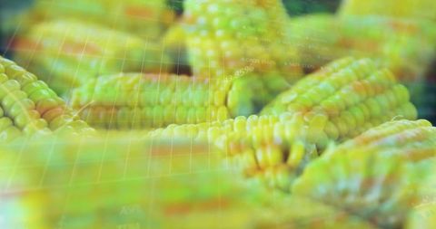 Digital Corn Agriculture Innovation in Data Visualization