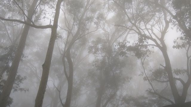 Mystical Foggy Forest with Tall Trees on a Misty Morning - Download Free Stock Photos Pikwizard.com