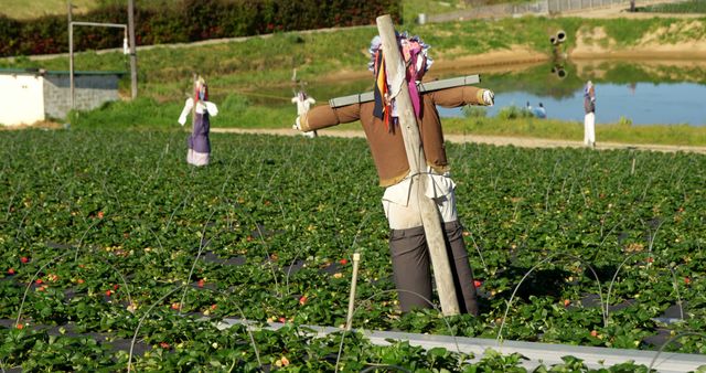 Strawberry farm with scarecrow on a sunny day 4k - Download Free Stock Photos Pikwizard.com