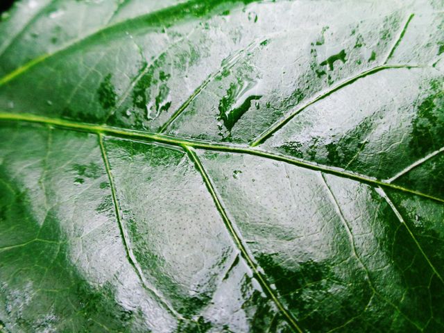 Close-Up of Wet Green Leaf with Veins and Water Droplets - Download Free Stock Photos Pikwizard.com