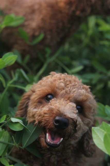 This vibrant image showcases a brown poodle puppy joyfully playing amidst lush green foliage. The carefree expression on the puppy's face captures the essence of happiness and playfulness, making it perfect for websites, blogs, and social media posts centered on pet care, outdoor activities, and the joy of having pets. It is also ideal for pet-related advertisements and promotional materials.