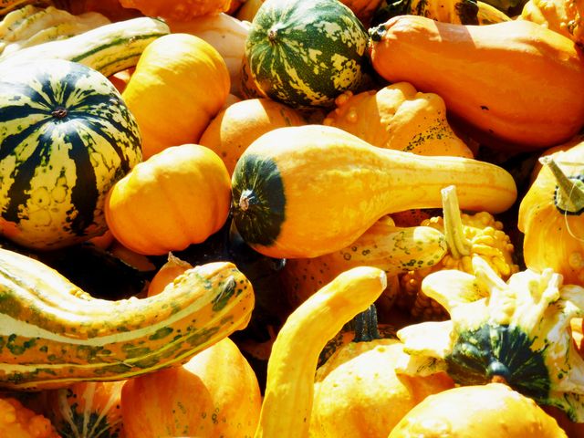Various squash and gourds in different shapes and colors under direct sunlight. Ideal for depicting autumn harvest, showcasing natural diversity of vegetables, or as a background for seasonal themes.