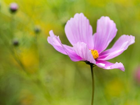 Pink Cosmos Flower Blooming with Yellow Center on Soft Green Bokeh Background