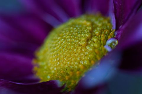 Macro capturing yellow disk florets and purple petals with dew, high detail floral texture