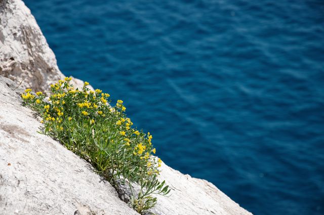 Close-up of yellow flowers growing on a rocky cliff overlooking a calm blue ocean. Ideal for nature-oriented content in blogs, environmental posters, or coastal-themed designs. Emphasizes the beauty and resilience of nature in harsh environments.