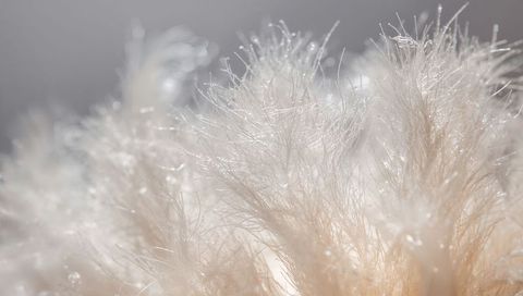 Macro close-up of dew-covered seed head revealing delicate filaments, translucent bokeh
