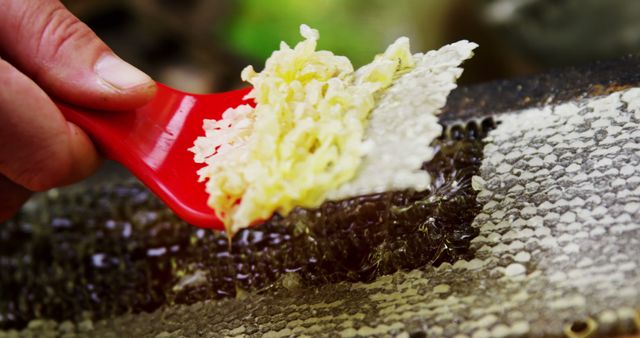 Harvesting Fresh Honeycomb with Red Tool - Download Free Stock Images Pikwizard.com