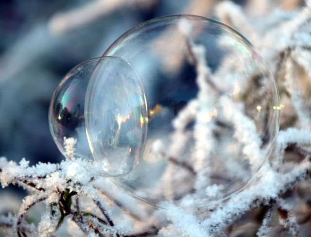 Photo shows a close up of a transparent bubble resting on frosted plants during winter. The delicate nature of the bubble and the frost gives an ethereal feeling. This image is useful for themes of nature's beauty, winter purity, fragility, or capturing small wonders in nature.