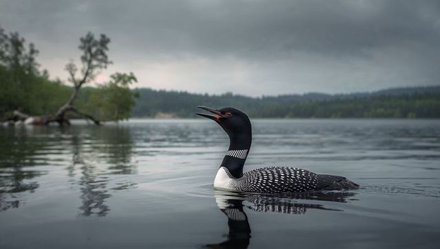 Calling common loon gliding on misty lake at dawn with mirror reflection and moody sky