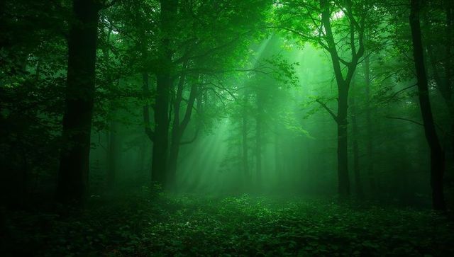 Misty Emerald Forest with Piercing Sunbeams Filtering Through Tree Canopy and Mossy Floor