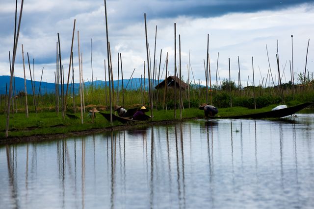 Scene of traditional farmers working on a floating garden in Myanmar. Bamboo poles line the floating garden, with a small wooden boat in the water. The rural landscape, including mountains in the background, provides an authentic agricultural theme. The overcast sky adds to the serene atmosphere. Suitable for projects related to agriculture, rural life, sustainability, or cultural studies.