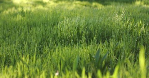 Sunlit green grass blades capturing morning dew and meadow texture closeup