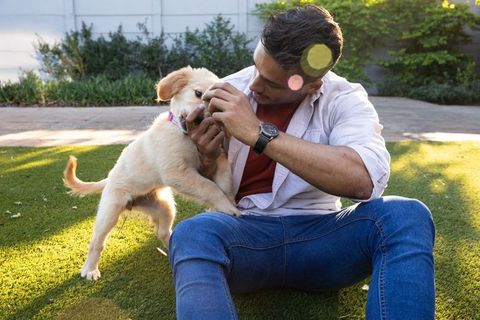 Man playing with golden retriever puppy on sunny afternoon