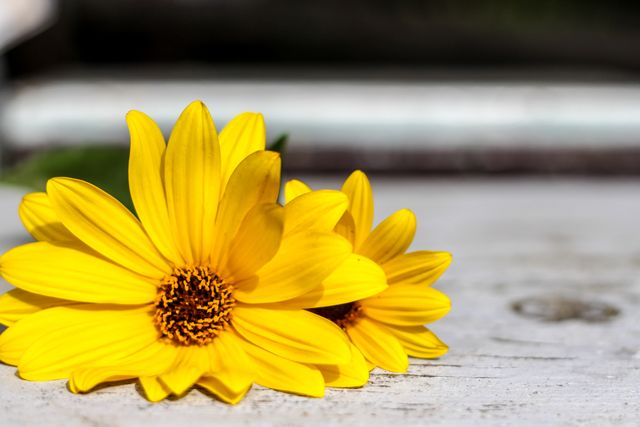 Sunflower Yellow Flower - Download Free Stock Photos Pikwizard.com