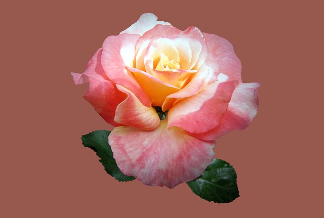 Close-Up of Beautiful Pink and Yellow Rose with Green Leaves - Download Free Stock Photos Pikwizard.com