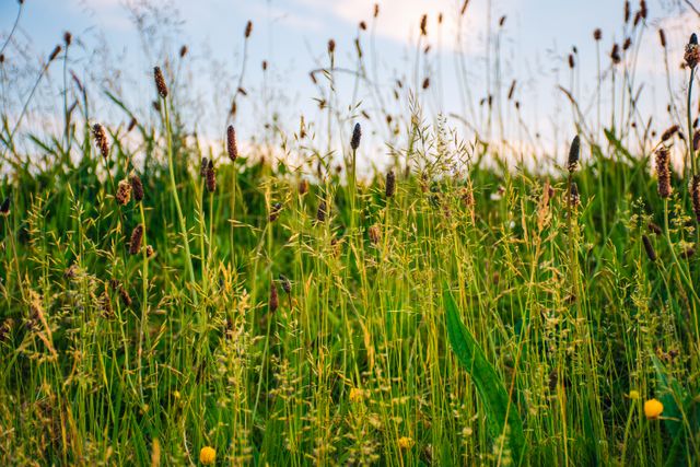 Wild grasses and flowers sway gently as the sun sets, creating a tranquil summer scene in the countryside. Ideal for use in environmental campaigns, nature-themed presentations, relaxation and meditation visuals, or print materials celebrating natural beauty.