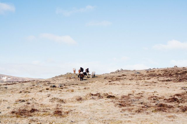 Group enjoying scenic horseback riding on wide Icelandic plains under clear blue sky. Ideal for travel magazines, adventure blogs, nature tourism promotions, and outdoor activity enthusiast content.
