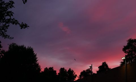 Vibrant Sunset with Silhouetted Trees and Bird