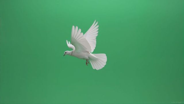 White dove flying against green screen backdrop for chromakey compositing and design