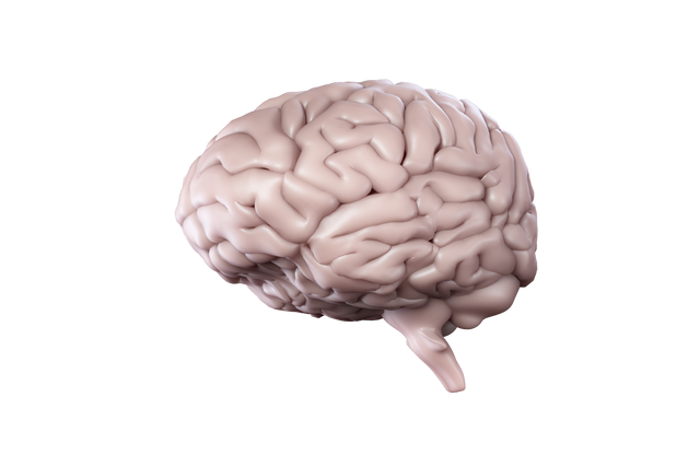 3D Model of Human Brain on Transparent Background Highlighting Knowledge and Intelligence - Download Free Stock Videos Pikwizard.com