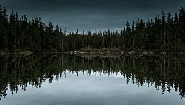 Moody symmetrical conifer treeline reflecting on lake with fallen logs and overcast sky