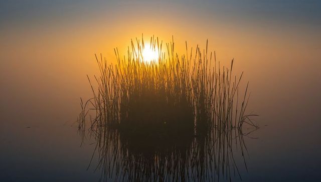 Silhouetting reed clump reflecting golden sunrise across glassy misty marshland at dawn