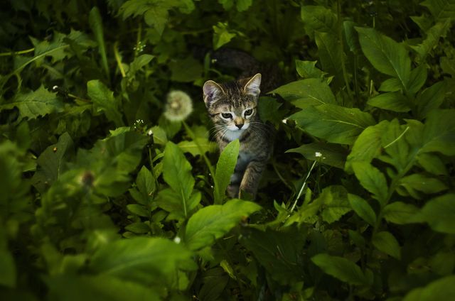 Tabby kitten is exploring and playing amid tall, lush green grass in outdoor garden during the spring season. Perfect for content about nature, pets, wildlife, curiosity and joyful feline adventures. Can be used in educational materials about kittens, pet care guides, websites or pet product advertisements.